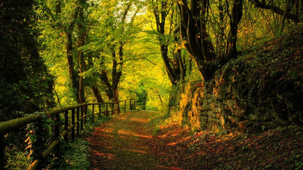 Tranquil forest path with wooden fence and stone wall bathed in warm golden sunlight leaves Wallpaper