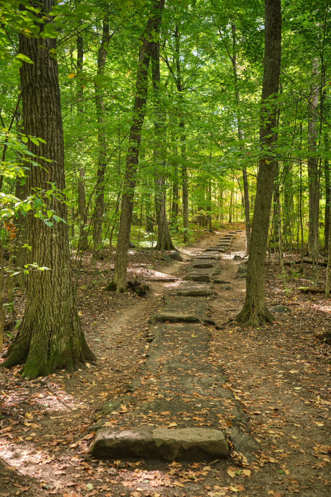 Serene forest wallpaper with stone path and autumn leaves in sunlit peaceful woodland trail