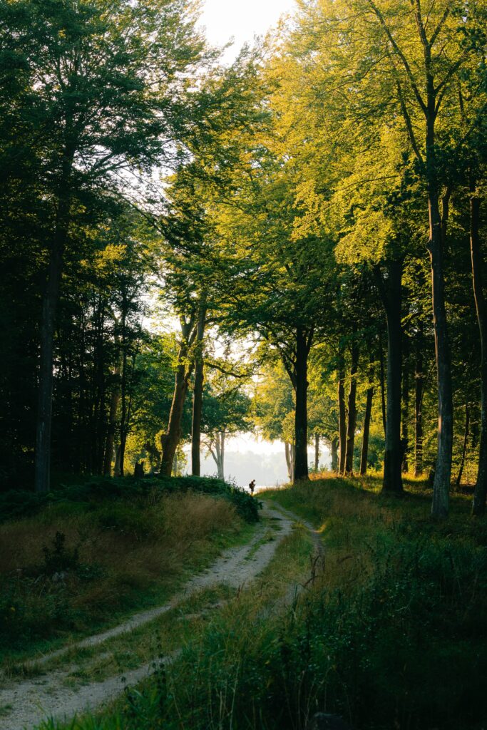 Man walking on winding forest path with sunlight filtering through tall green trees wallpaper