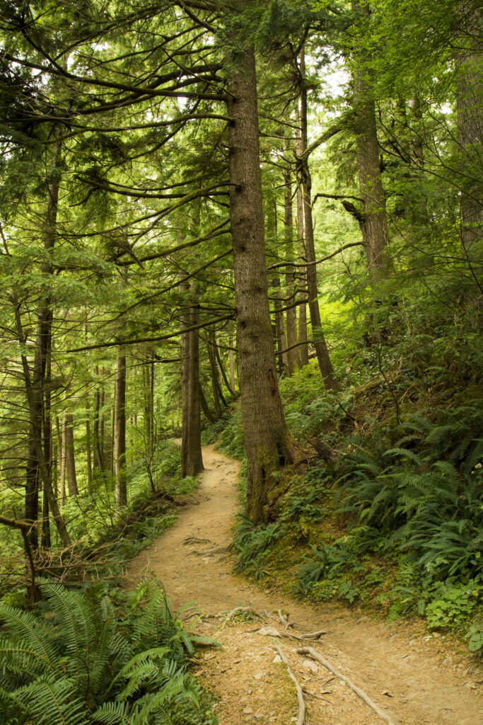 Peaceful forest with winding dirt path tall trees lush green ferns in natural daylight wallpaper