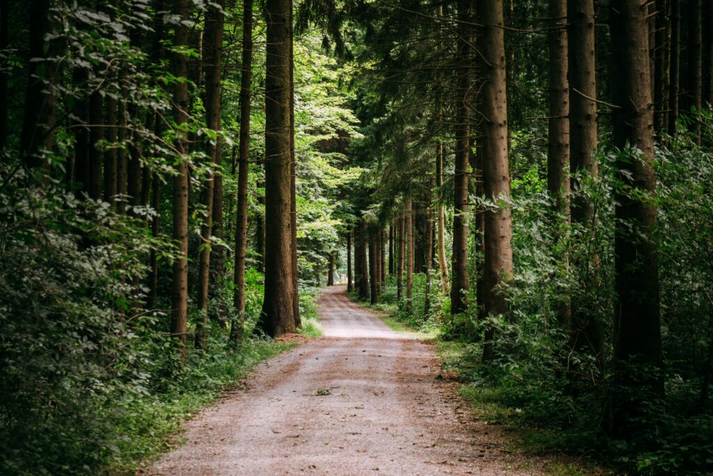 Serene forest path with tall green trees and soft sunlight creating a peaceful woodland scene Wallpaper