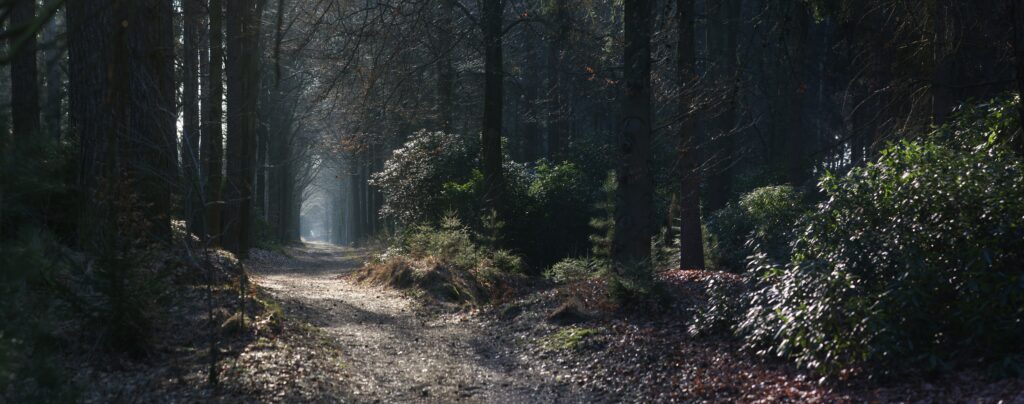 Serene forest wallpaper with winding path tall trees dense greenery soft fog moody woodland scene