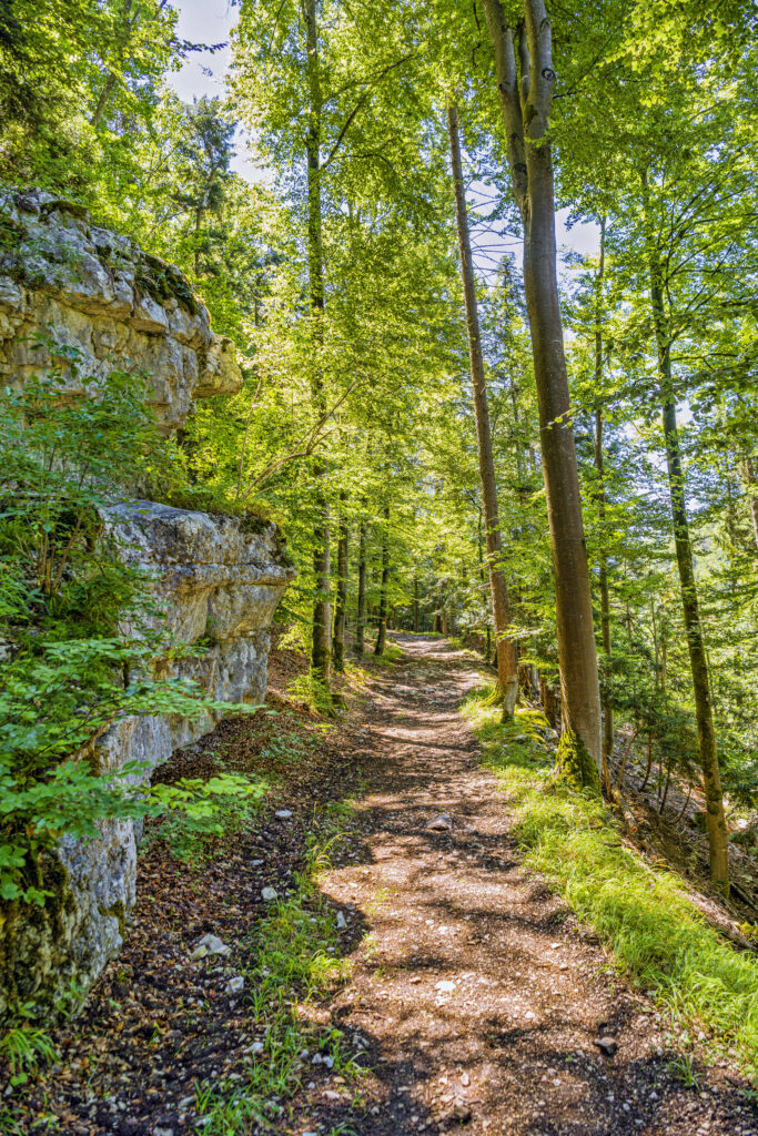 Sunlit forest path with mossy rocks and lush green foliage in serene natural setting wallpaper