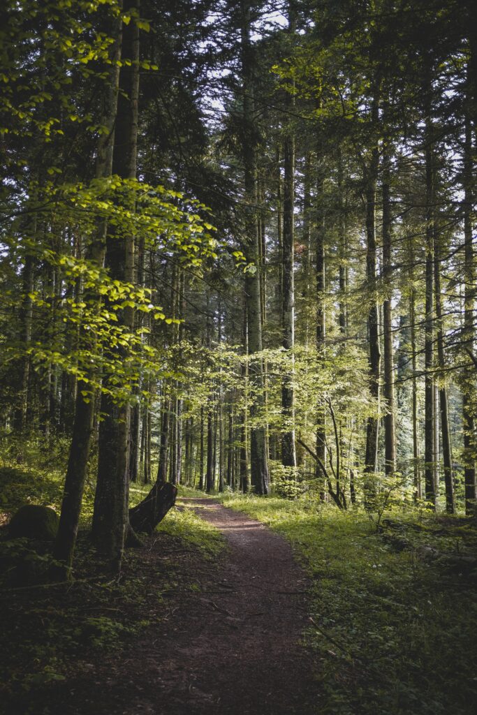 Serene forest wallpaper with winding path tall trees lush green leaves sunlight filtering canopy
