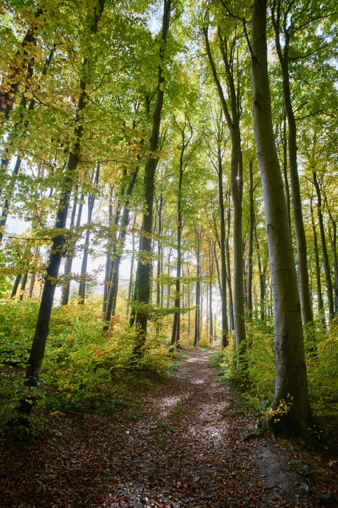 Serene forest wallpaper with winding path tall trees lush greenery and sunlight streaming through branches