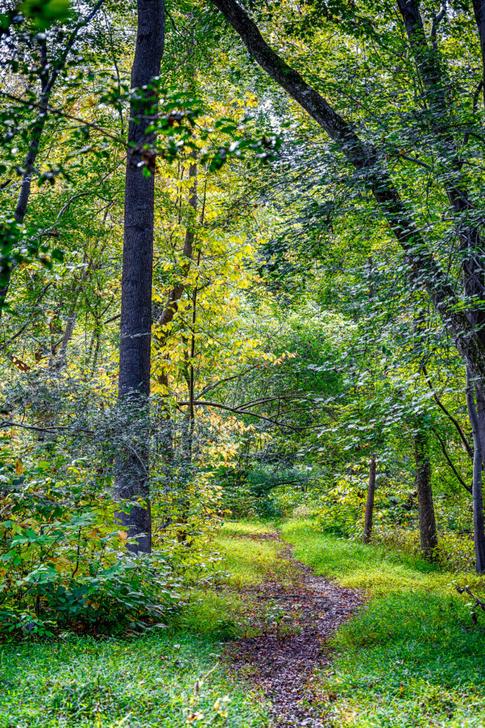 Serene forest with tall trees winding path fallen leaves vibrant greens golden early autumn sunlight Wallpaper