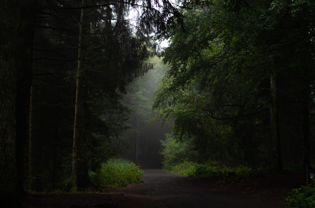 Serene forest wallpaper with winding path tall trees lush green bushes soft natural light