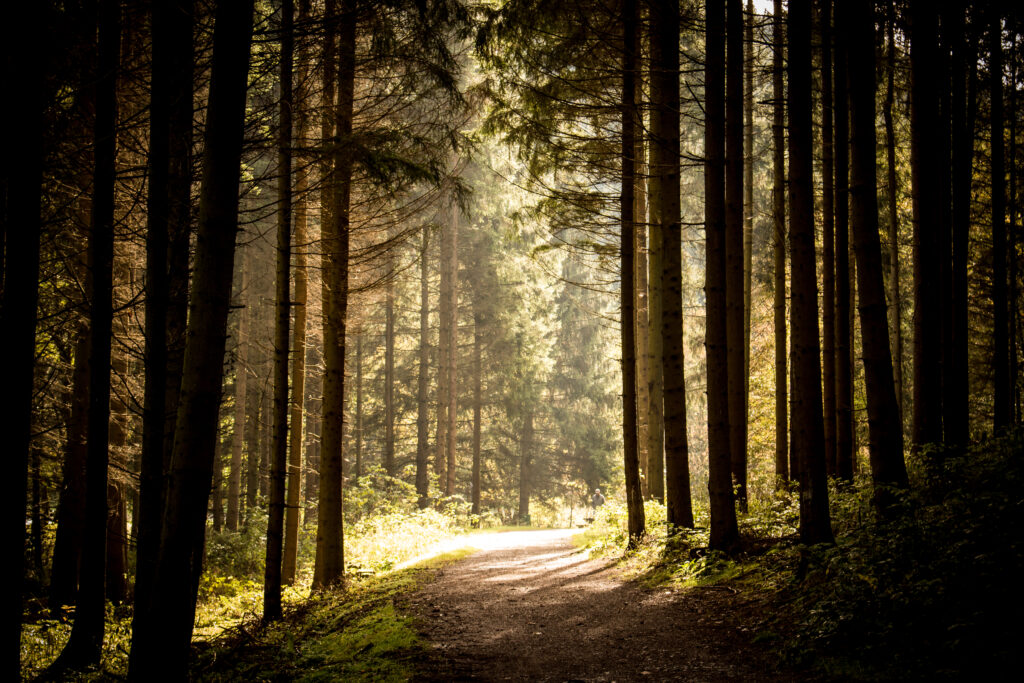 Serene forest path with tall trees and golden sunlight filtering through lush green canopy wallpaper