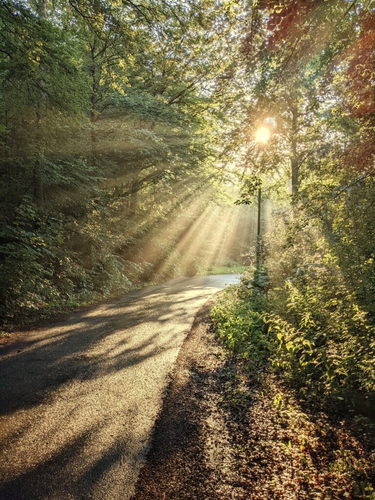 Serene forest path with tall trees and golden sunlight illuminating lush green foliage wallpaper