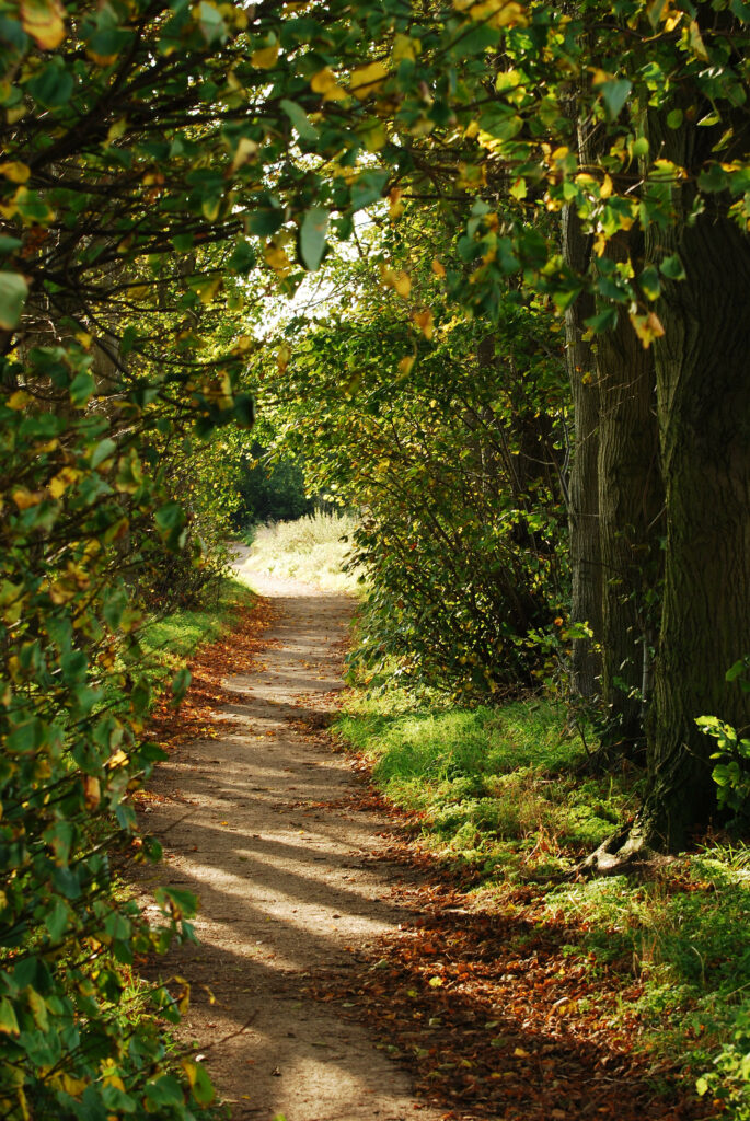 Serene forest path with tall trees and sunlight filtering through lush green leaves wallpaper