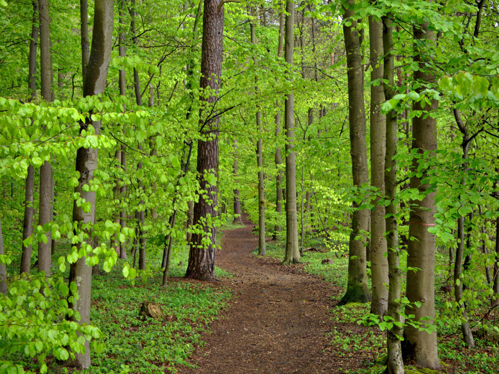 Tranquil forest path with sunlight filtering through tall green trees and vibrant leafy canopy Wallpaper