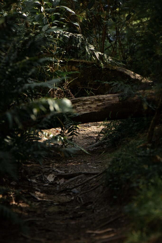 Tranquil forest path with sunlight filtering through dense green bushes and fallen log barrier Wallpaper