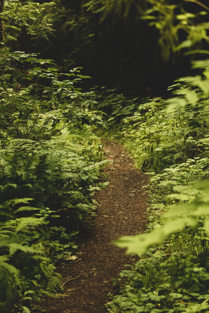 Narrow forest path winding through lush ferns and dense green foliage with soft filtered light Wallpaper