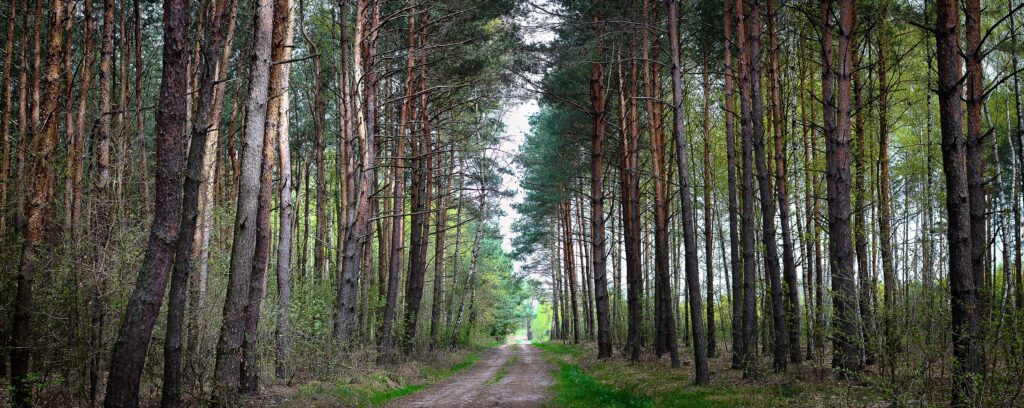 Serene forest wallpaper with tall trees and lush green foliage along narrow dirt road background