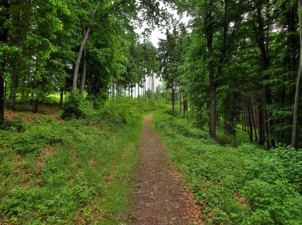 Serene forest landscape with winding path lush green trees dense foliage peaceful natural wallpaper