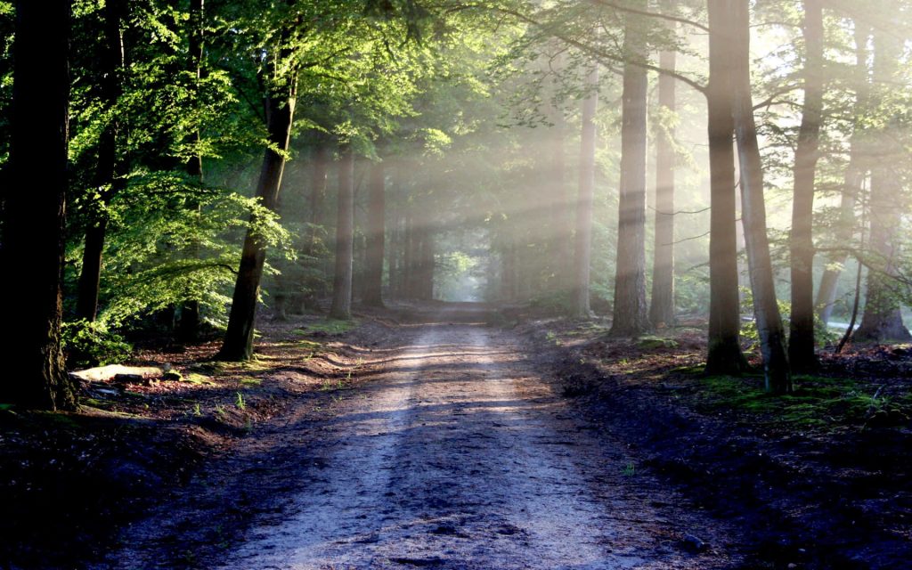 Sunlit forest path winding through lush greenery creating a peaceful natural landscape wallpaper