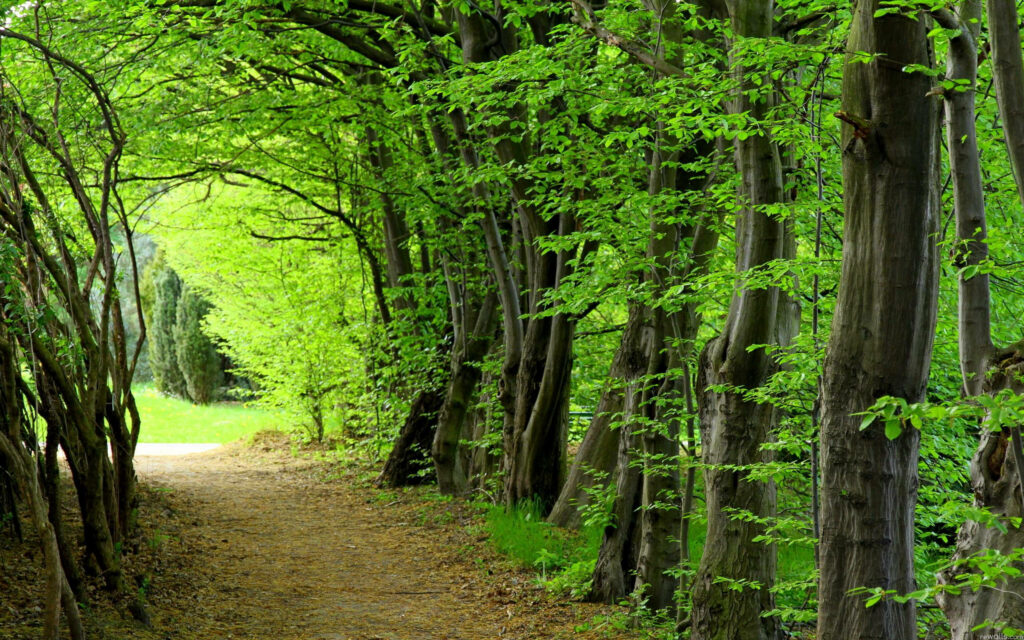 Tranquil Forest Pathway Wallpaper: Lush Greenery & Natural Light