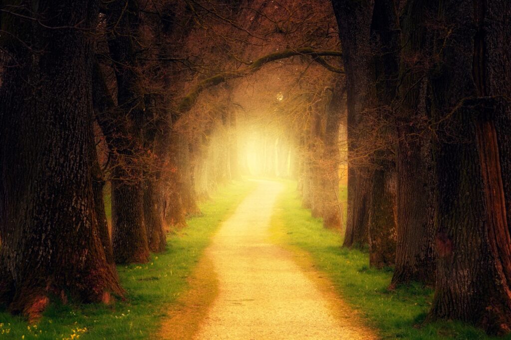 Serene forest path with soft sunlight and towering trees in warm earthy tones wallpaper background