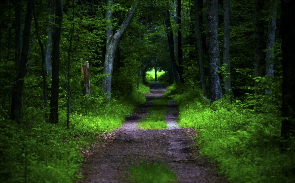 Serene forest pathway with tall trees and lush green foliage inviting peaceful nature walk Wallpaper