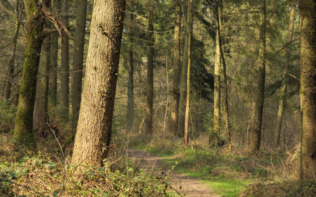 Serene forest wallpaper with tall trees narrow path sunlight filtering through dense green bushes