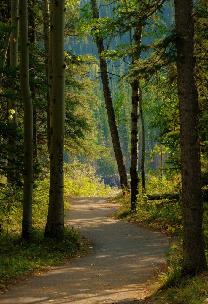 Serene forest pathway with sunlit tall trees and lush green foliage peaceful nature trail Wallpaper