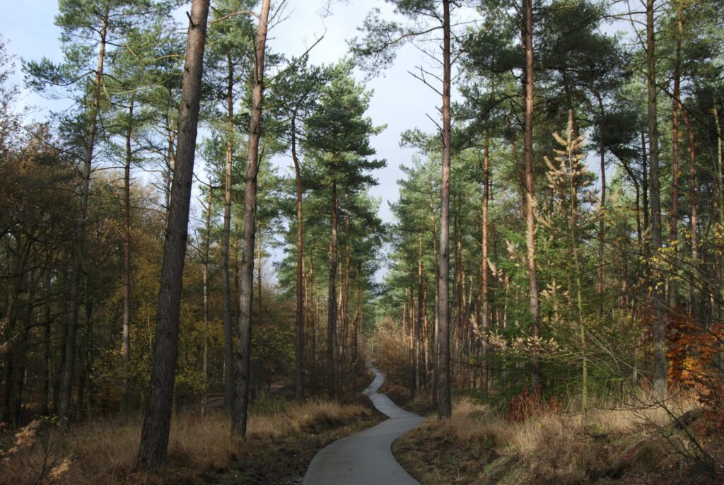 Serene forest with tall trees and winding path bathed in sunlight perfect nature wallpaper