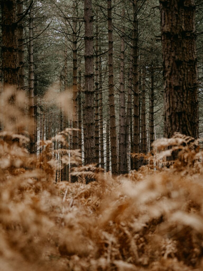 Serene forest wallpaper with tall pine trees and dense green ferns in natural sunlight