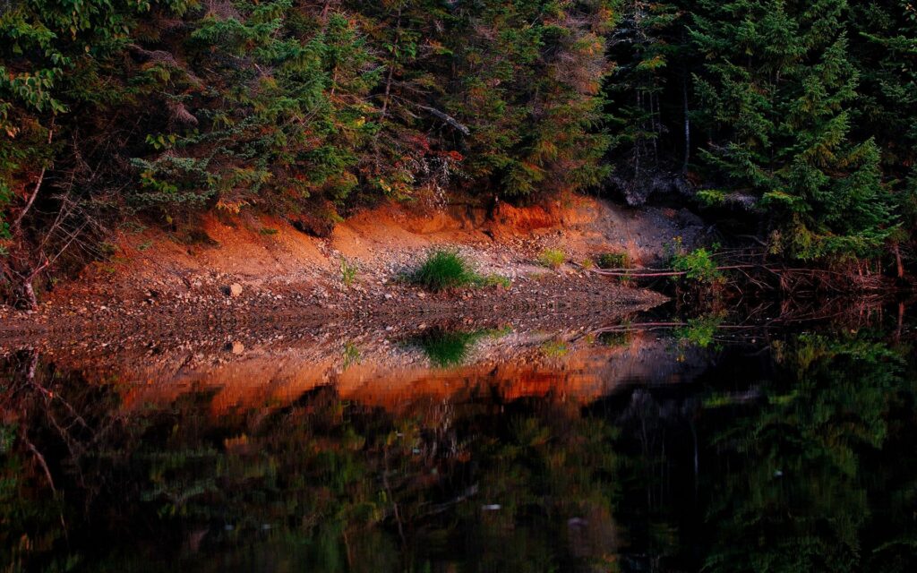Peaceful forest pond with lush green trees and brown soil reflected in still water natural light Wallpaper