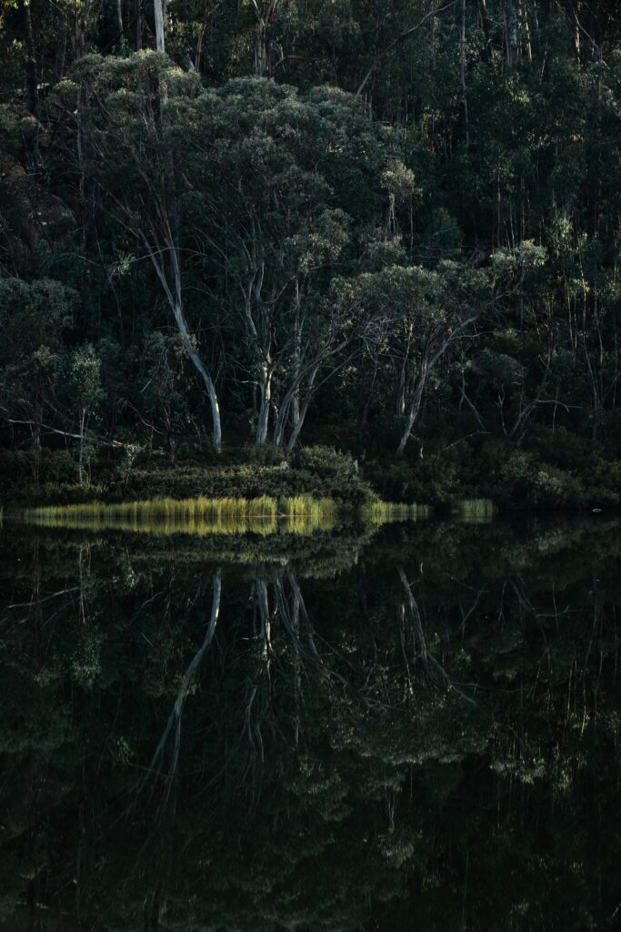 Serene forest with tall trees and lush green reflection in still lake water nature wallpaper background