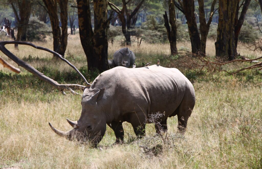 Serene Forest Wallpaper: Rhinoceros in Drought-Affected Landscape