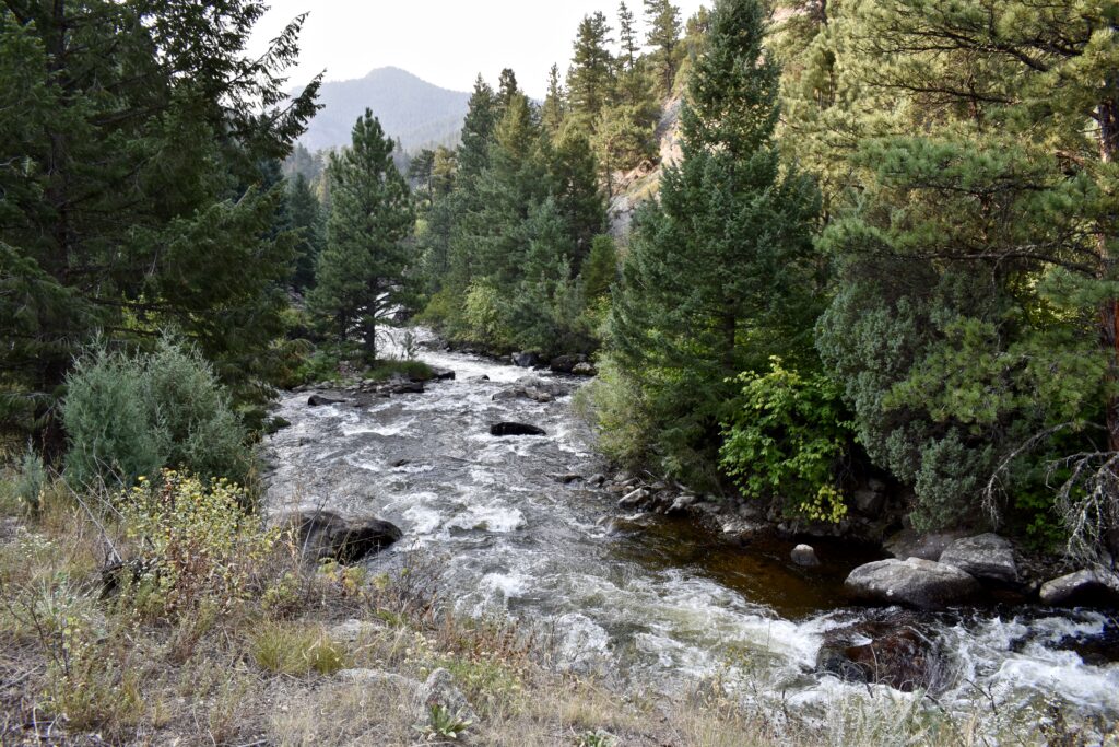 Peaceful river winding through lush pine forest with rocks and distant mountains wallpaper background