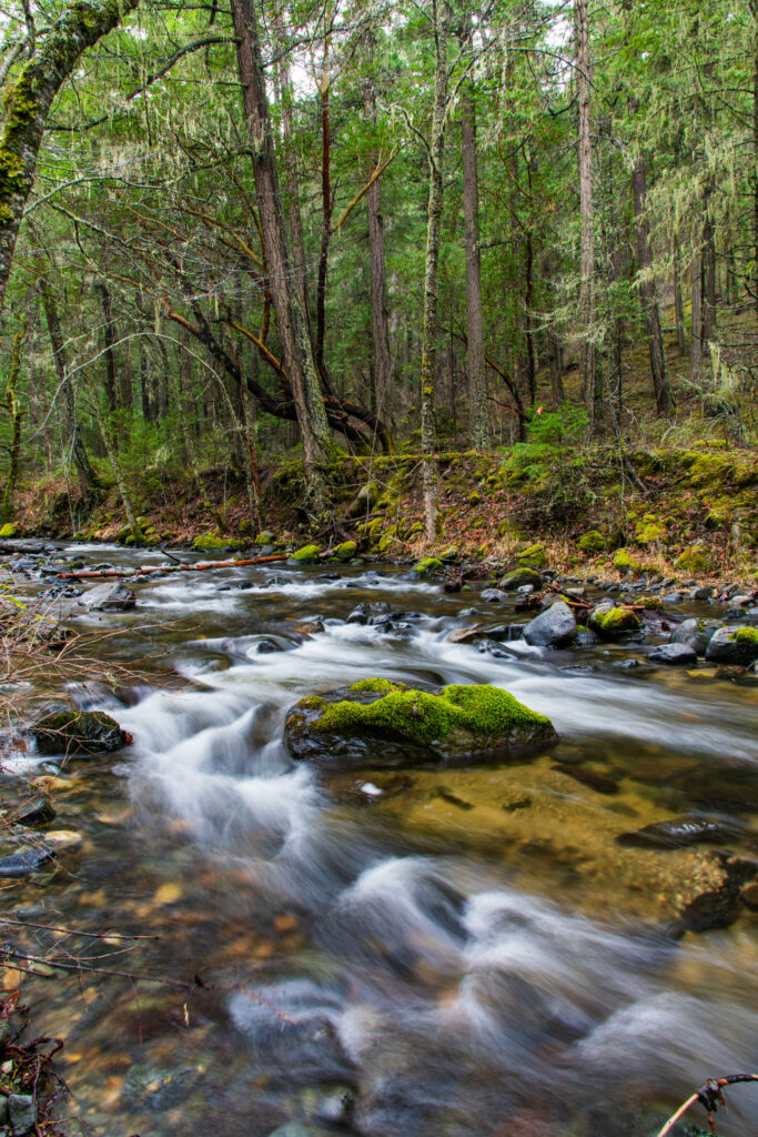 Serene river flowing through lush forest with clear water over smooth stones and mossy rocks Wallpaper