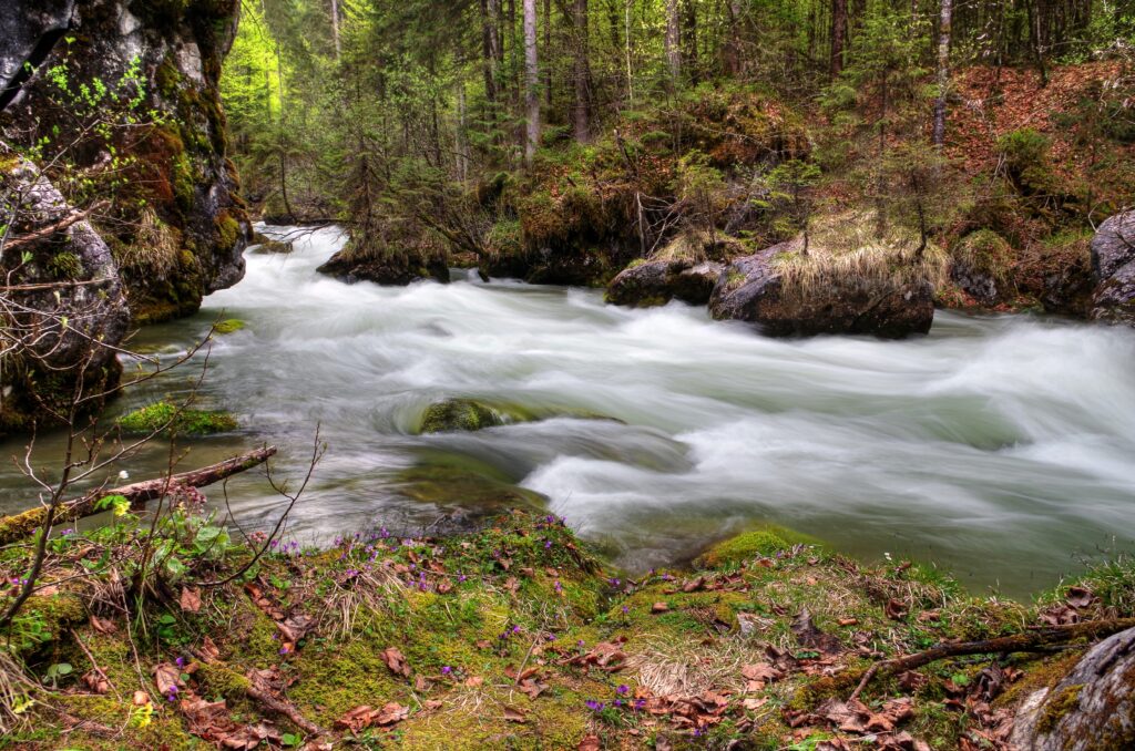 Serene forest wallpaper with flowing river lush greenery moss-covered rocks and wildflowers background