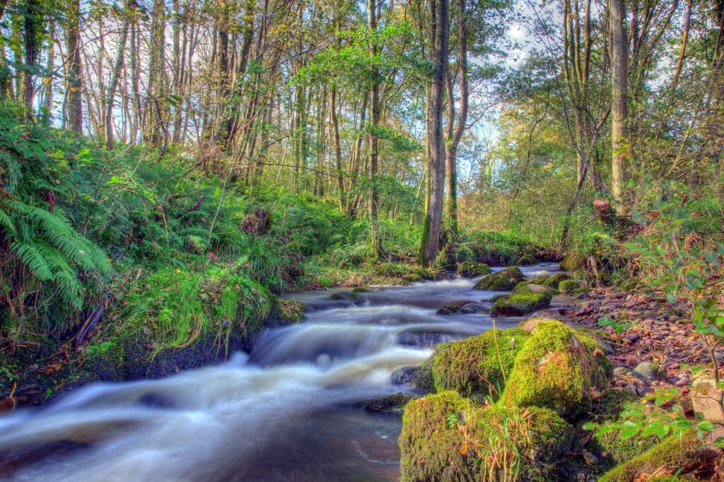 Serene forest landscape with gentle river over mossy rocks lush greenery and tall trees wallpaper