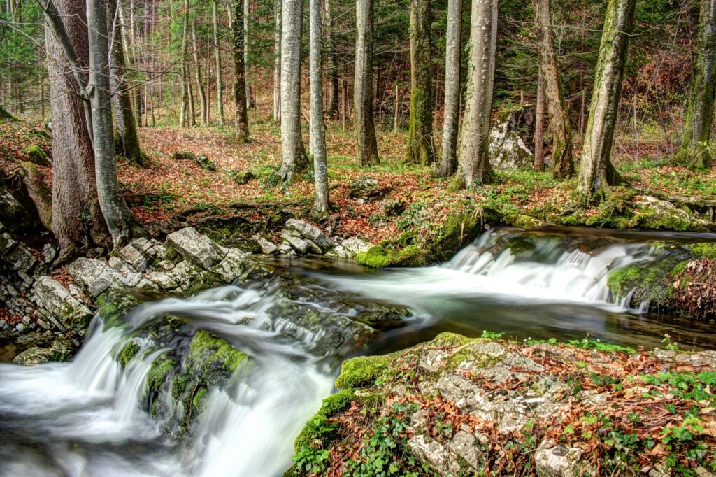 Serene forest with gentle river over mossy rocks and tall trees lush green foliage wallpaper background
