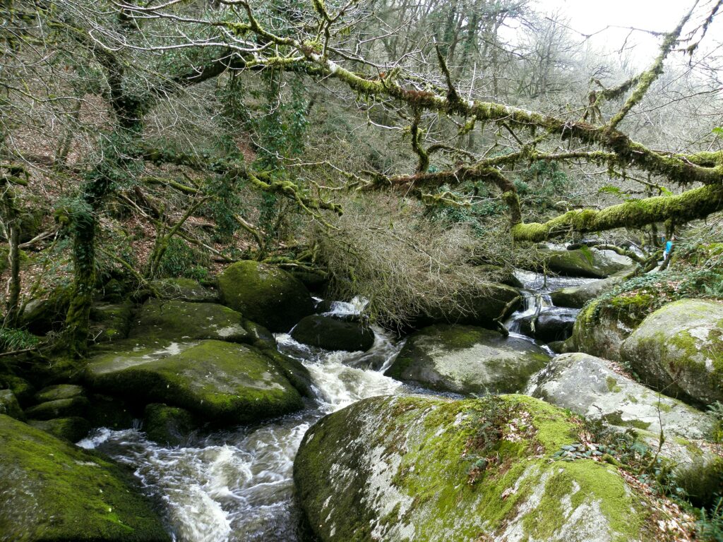 Serene river flowing through mossy rocks in dense forest with overhanging green branches wallpaper