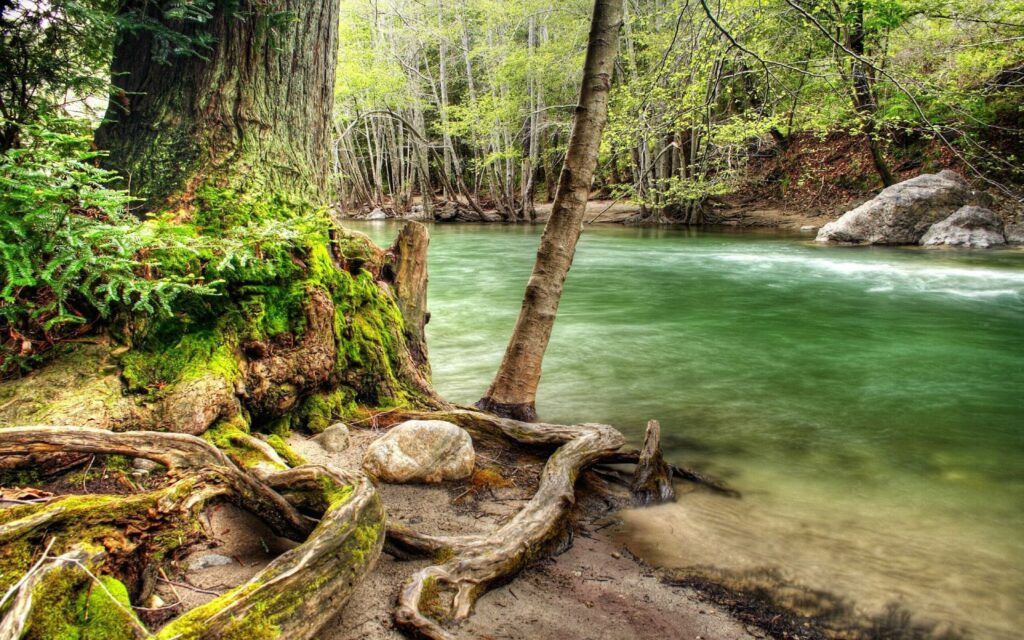 Towering trees with mossy twisting roots along a serene river flowing through dense forest foliage Wallpaper