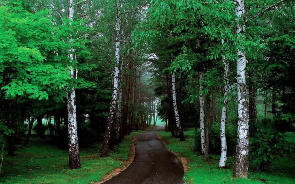 Narrow asphalt road winding through lush green birch forest with vibrant grass and leafy canopy Wallpaper