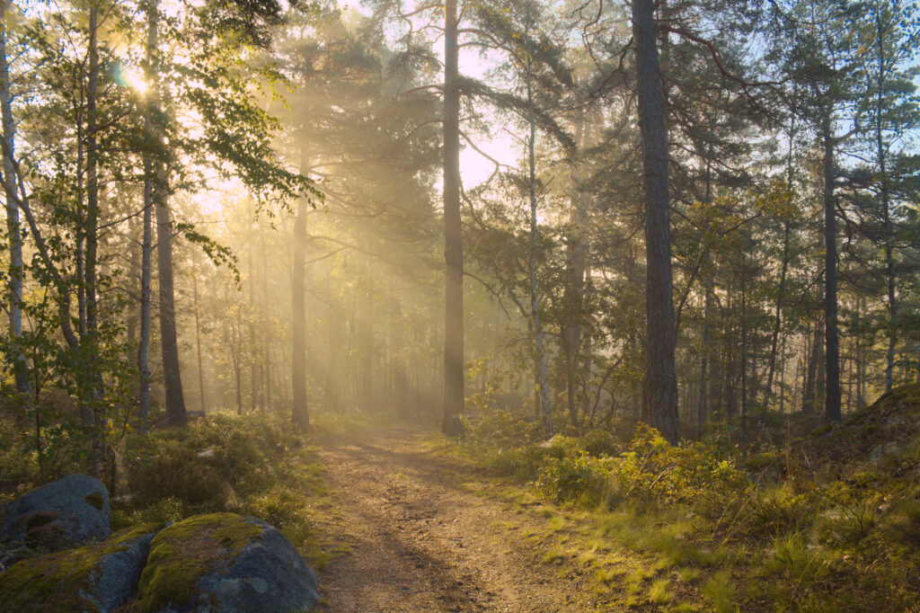 Serene forest wallpaper with tall trees sunlight mist winding road lush green nature background