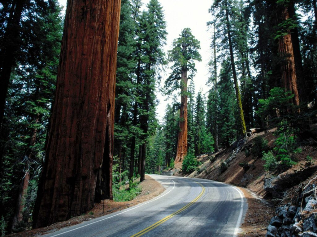 Winding asphalt road through dense forest with towering trees and vibrant green foliage canopy Wallpaper