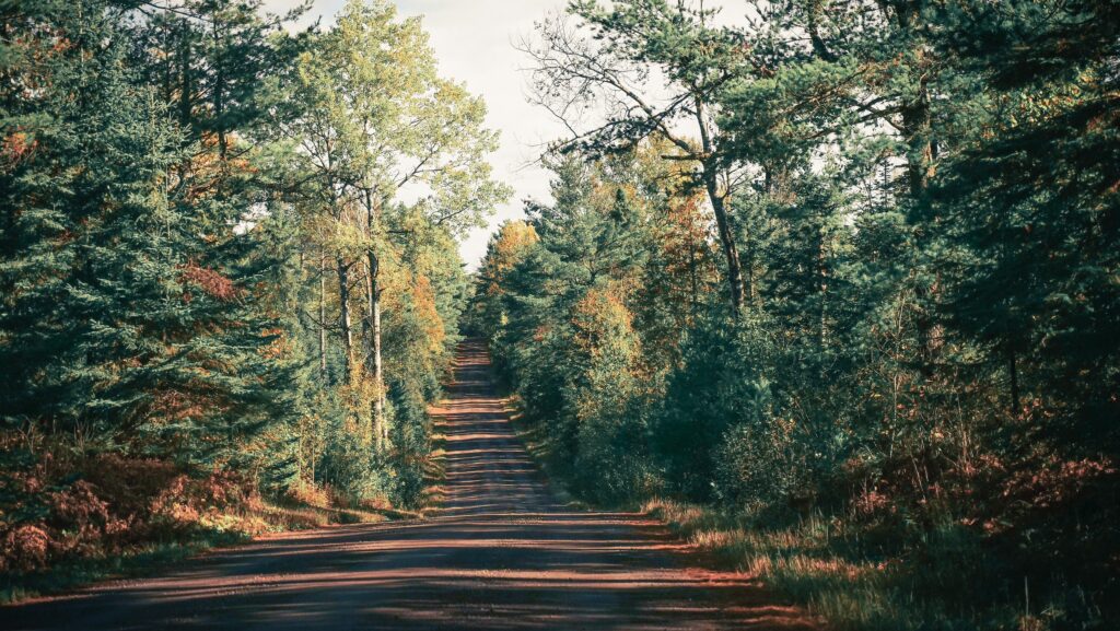 Serene forest road wallpaper with tall trees and sunlight filtering through green foliage background