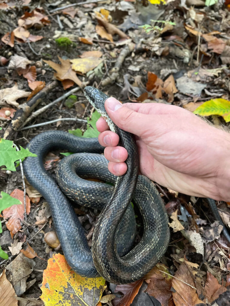 Gentle Touch: Holding a Dark Snake in Vibrant Forest Landscape Wallpaper