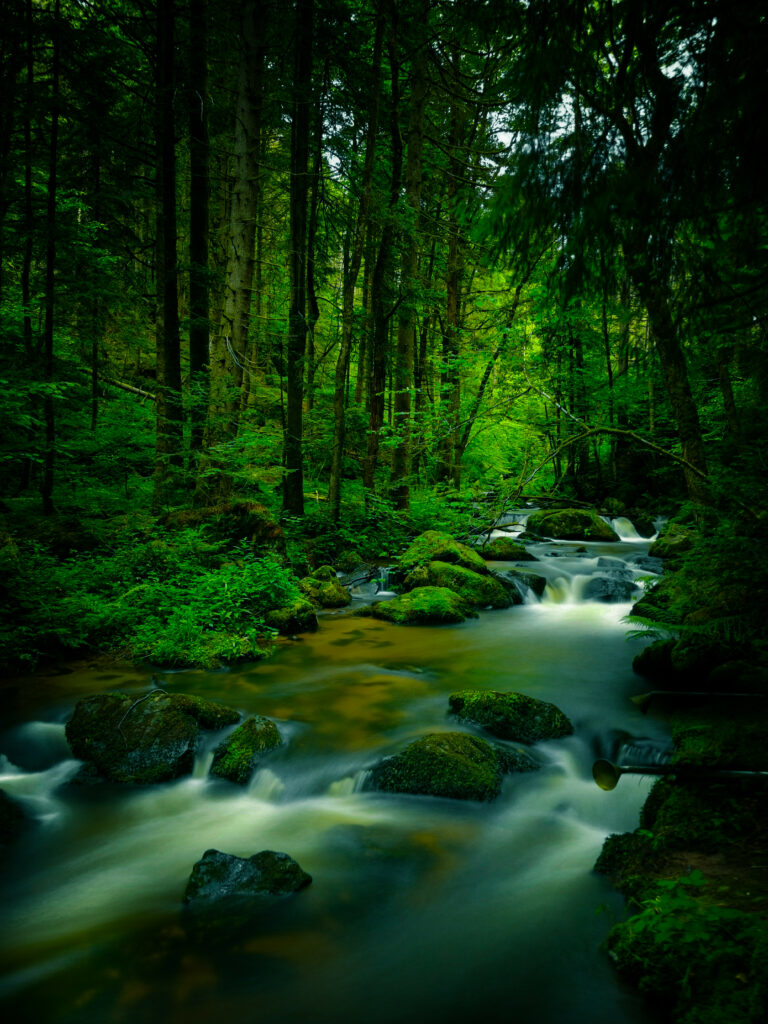 Serene forest stream flowing smoothly over mossy stones surrounded by lush green trees wallpaper