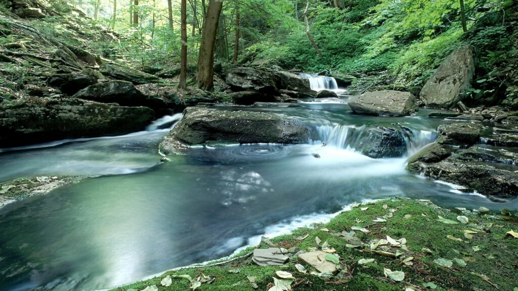Serene forest stream flowing over mossy rocks with lush green trees and clear reflective water Wallpaper