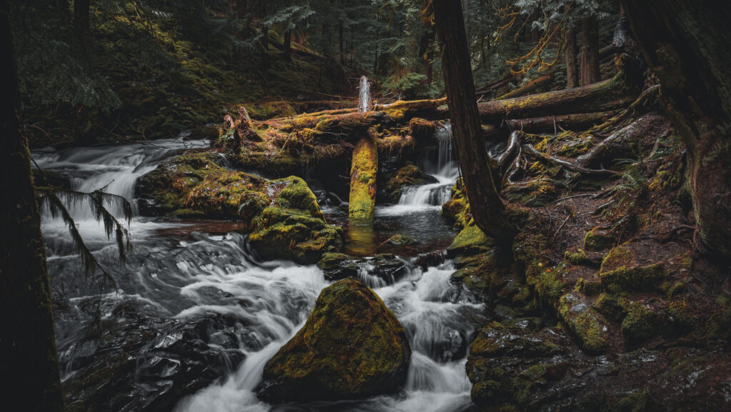 Serene forest stream flowing over mossy stones and logs surrounded by lush green trees wallpaper