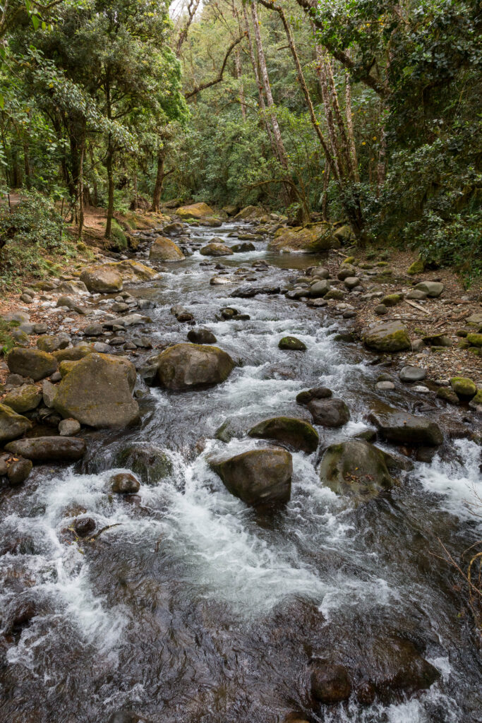 Serene forest stream flowing over smooth stones amid lush greenery and tall trees in daylight Wallpaper