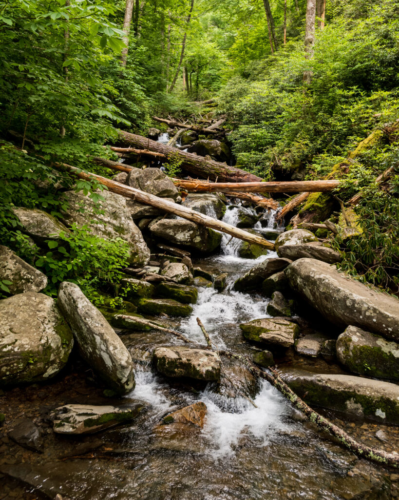 Serene forest stream flowing over stones and logs surrounded by lush green foliage wallpaper background