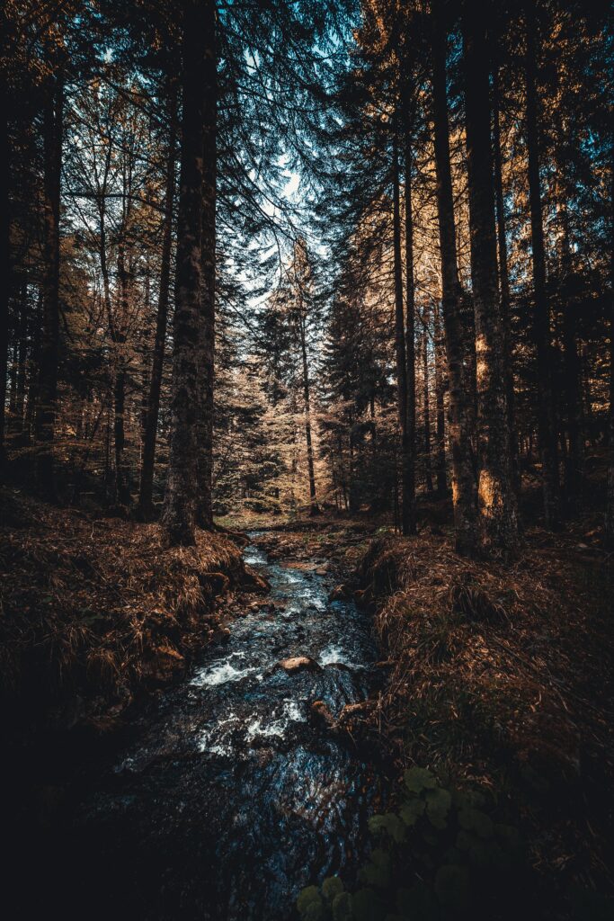 Tranquil forest with winding stream sunlight filtering through dense green trees nature wallpaper