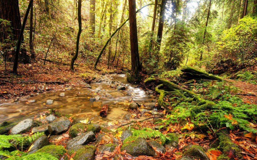Serene forest wallpaper with clear stream mossy branches lush trees and warm sunlight filtering