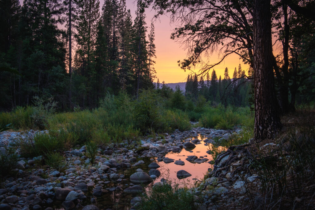 Tranquil forest wallpaper with tall trees gentle stream and colorful sunset reflected in puddle